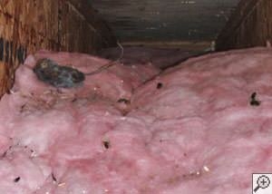 A dead mouse and its feces in a batt of fiberglass insulation in a crawl space in Summerville.