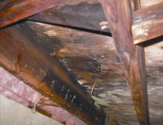 mold and rot in a Summerville crawl space