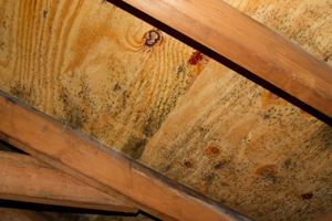 Mold growing on roof sheathing in Goose Creek attic