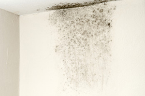 Black mold growing on ceiling & wall