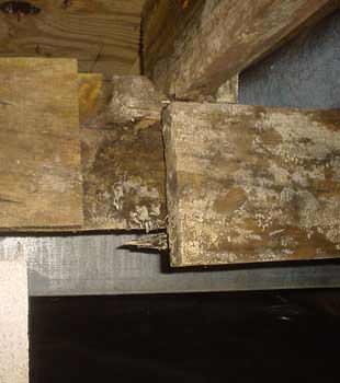 Extensive basement rot found in Mount Pleasant by New Age Contractors