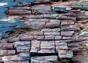 Dry rot damaging wood in Saint George