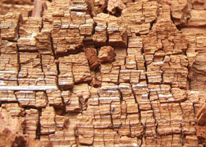 Wood severely damaged by dry rot damage in Hollywood