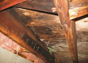 Extensive crawl space rot damage growing in Ravenel