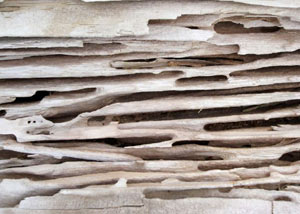 Carpenter ant tunnels and galleries in structural wood in a Ravenel home