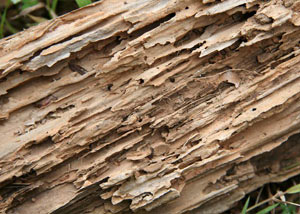 Termite-damaged wood showing rotting galleries outside of a Walterboro home