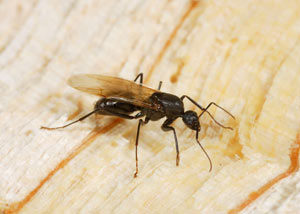 Closeup of a carpenter ant breeder in Moncks Corner