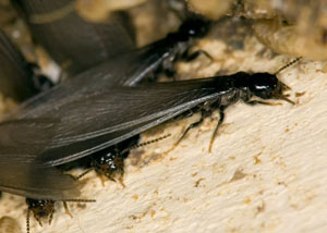 Closeup view of a termite new queen breeder in Sullivans Island