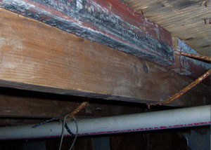 Rotting, decaying wood from mold damage in Huger