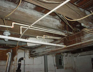 a humid basement overgrown with mold and rot in Saint Helena Island